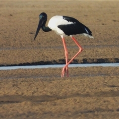 Ephippiorhynchus asiaticus (Black-necked Stork) at Bowen, QLD - 19 Jan 2025 by TerryS