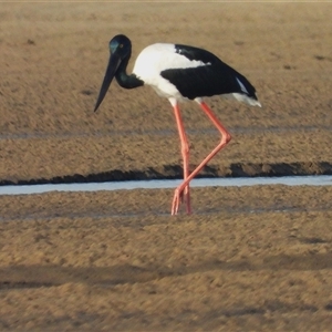 Ephippiorhynchus asiaticus at Bowen, QLD - suppressed