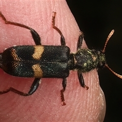 Eleale pulchra at Strathnairn, ACT - 19 Jan 2025 by jb2602