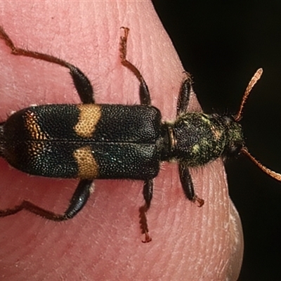 Eleale pulchra (Clerid beetle) at Strathnairn, ACT - 19 Jan 2025 by jb2602