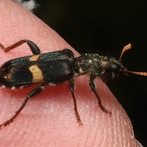 Eleale pulchra at Strathnairn, ACT - 19 Jan 2025 03:53 PM