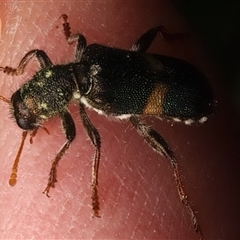 Eleale pulchra at Strathnairn, ACT - 19 Jan 2025 03:53 PM