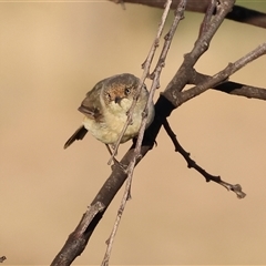 Acanthiza reguloides (Buff-rumped Thornbill) at Wodonga, VIC - 11 Jan 2025 by KylieWaldon