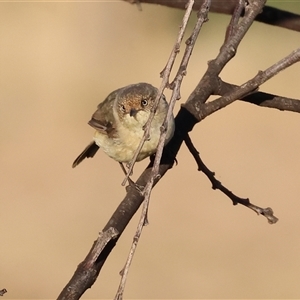 Acanthiza reguloides at Wodonga, VIC - 11 Jan 2025 06:24 AM