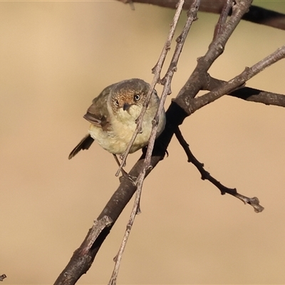 Acanthiza reguloides (Buff-rumped Thornbill) at Wodonga, VIC - 11 Jan 2025 by KylieWaldon