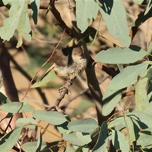 Acanthiza reguloides at Wodonga, VIC - 11 Jan 2025 06:24 AM