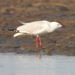 Chroicocephalus novaehollandiae (Silver Gull) at Bowen, QLD - 19 Jan 2025 by TerryS