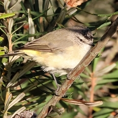 Acanthiza chrysorrhoa (Yellow-rumped Thornbill) at Wodonga, VIC - 11 Jan 2025 by KylieWaldon