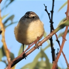 Acanthiza chrysorrhoa at Wodonga, VIC - 11 Jan 2025 06:19 AM