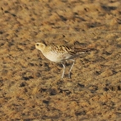 Pluvialis fulva (Pacific Golden Plover) at Bowen, QLD - 19 Jan 2025 by TerryS