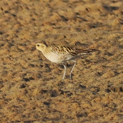 Pluvialis fulva (Pacific Golden Plover) at Bowen, QLD - 19 Jan 2025 by TerryS