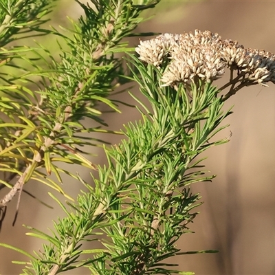 Cassinia longifolia at Wodonga, VIC - 10 Jan 2025 by KylieWaldon