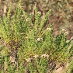 Cassinia aculeata subsp. aculeata at Wodonga, VIC - 11 Jan 2025 06:20 AM