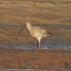 Numenius madagascariensis (Eastern Curlew) at Bowen, QLD - 19 Jan 2025 by TerryS