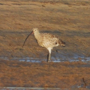 Numenius madagascariensis at Bowen, QLD by TerryS