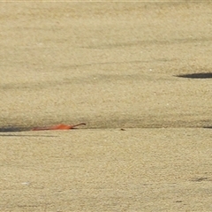 Anarhynchus ruficapillus (Red-capped Plover) at Bowen, QLD - 19 Jan 2025 by TerryS