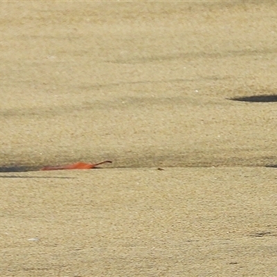 Anarhynchus ruficapillus (Red-capped Plover) at Bowen, QLD - 19 Jan 2025 by TerryS