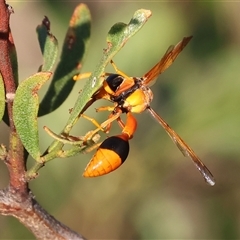 Delta bicinctum (Potter wasp) at Wodonga, VIC - 11 Jan 2025 by KylieWaldon