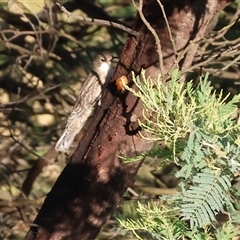 Cormobates leucophaea (White-throated Treecreeper) at Wodonga, VIC - 10 Jan 2025 by KylieWaldon