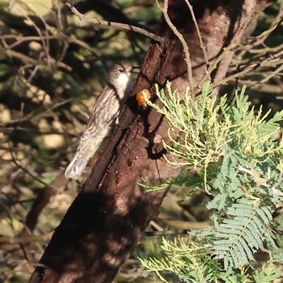 Cormobates leucophaea (White-throated Treecreeper) at Wodonga, VIC - 11 Jan 2025 by KylieWaldon