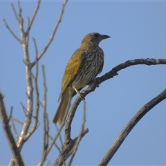 Oriolus sagittatus at Bowen, QLD - 18 Jan 2025 by TerryS