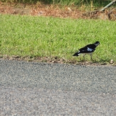 Grallina cyanoleuca (Magpie-lark) at Bowen, QLD - 19 Jan 2025 by TerryS