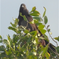 Centropus phasianinus (Pheasant Coucal) at Bowen, QLD - 19 Jan 2025 by TerryS