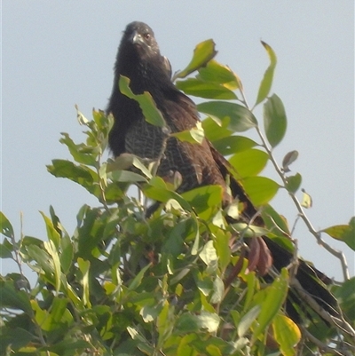 Centropus phasianinus (Pheasant Coucal) at Bowen, QLD - 19 Jan 2025 by TerryS