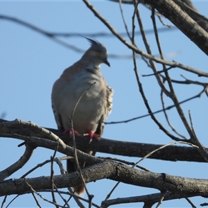 Ocyphaps lophotes (Crested Pigeon) at Bowen, QLD by TerryS