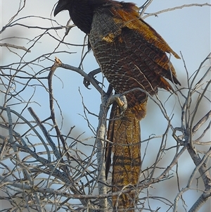 Centropus phasianinus at Bowen, QLD by TerryS