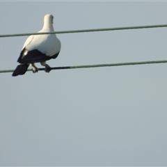 Ducula spilorrhoa (Torresian Imperial-Pigeon) at Bowen, QLD - 19 Jan 2025 by TerryS