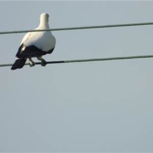 Ducula spilorrhoa (Torresian Imperial-Pigeon) at Bowen, QLD by TerryS