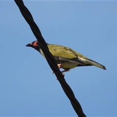 Sphecotheres vieilloti (Australasian Figbird) at Bowen, QLD - 19 Jan 2025 by TerryS