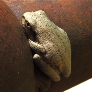 Litoria peronii (Peron's Tree Frog, Emerald Spotted Tree Frog) at Paddys River, ACT by JohnBundock