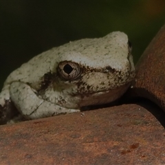 Litoria peronii at Paddys River, ACT - 20 Jan 2025 12:55 PM