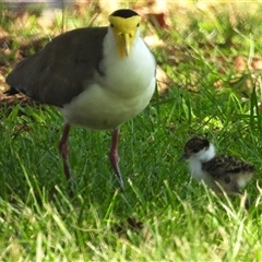 Vanellus miles (Masked Lapwing) at Bowen, QLD - 19 Jan 2025 by TerryS