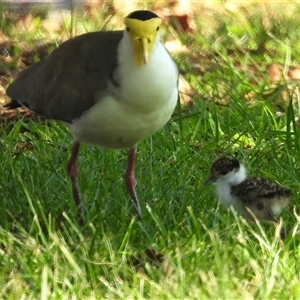 Vanellus miles (Masked Lapwing) at Bowen, QLD by TerryS