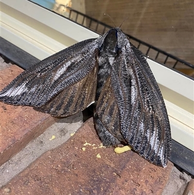 Endoxyla (genus) (Unknown Wood Moth) at Jerrabomberra, NSW - 20 Jan 2025 by Alihumphreys