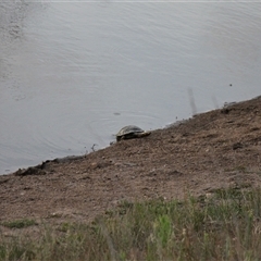 Chelodina longicollis (Eastern Long-necked Turtle) at Whitlam, ACT - 20 Jan 2025 by VanceLawrence