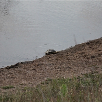 Chelodina longicollis (Eastern Long-necked Turtle) at Whitlam, ACT - 20 Jan 2025 by VanceLawrence