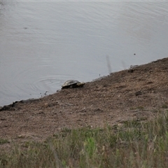 Chelodina longicollis at Whitlam, ACT - 20 Jan 2025