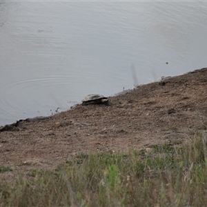 Chelodina longicollis at Whitlam, ACT - 20 Jan 2025