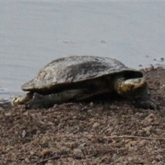 Chelodina longicollis at Whitlam, ACT - 20 Jan 2025