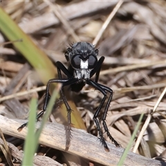 Apothechyla sp. (genus) at Kenny, ACT - 17 Jan 2025 by jb2602