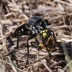 Apothechyla sp. (genus) at Kenny, ACT - 17 Jan 2025