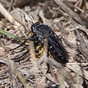 Apothechyla sp. (genus) at Kenny, ACT - 17 Jan 2025