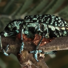 Chrysolopus spectabilis (Botany Bay Weevil) at Strathnairn, ACT - 19 Jan 2025 by jb2602