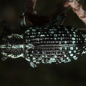 Chrysolopus spectabilis at Strathnairn, ACT - 19 Jan 2025 04:30 PM