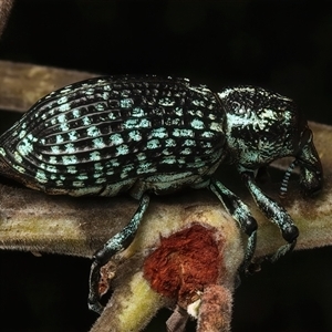 Chrysolopus spectabilis at Strathnairn, ACT - 19 Jan 2025 04:30 PM