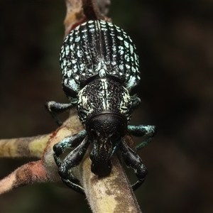 Chrysolopus spectabilis at Strathnairn, ACT - 19 Jan 2025 04:30 PM